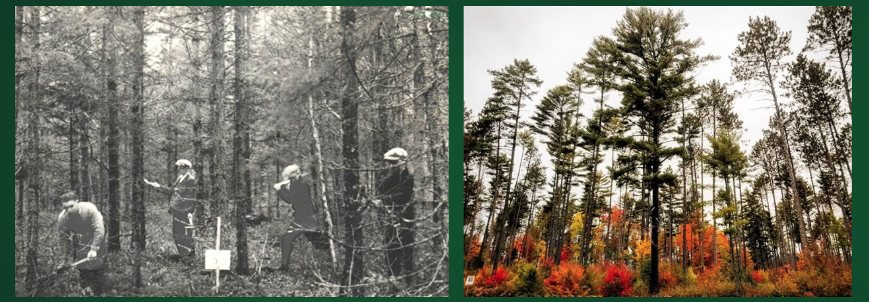 Four men with tools working in the forest. A wide shot of tall pine trees in a forest.